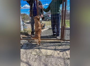 Kuschelfee SENA sucht Kuschelmenschen zum lieb haben
