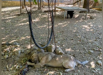 Fröhlicher SMOKY sucht Menschen zum Spielen und Toben!