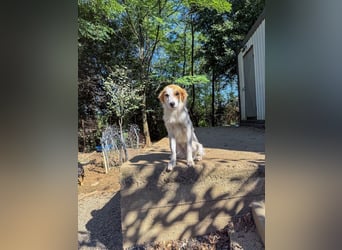 Kuschelmaus ANNEMARIE sucht ein Zuhause