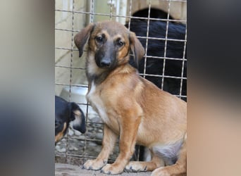 Schlaue ALMA sucht ein für immer Zuhause