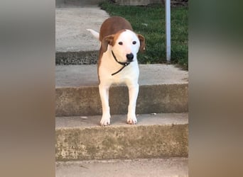 BEPI - Wer löst sein Ticket ins Glück und schenkt ihm ein liebevolles, ruhiges Zuhause