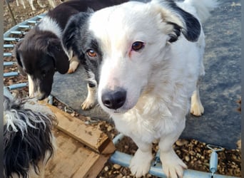 PUPIN kleines absolut einzigartiges Energiebündel