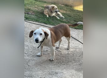 Ruhiger BEPI sucht sein Glück