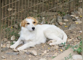 Kuschelmaus ANNEMARIE sucht ein Zuhause
