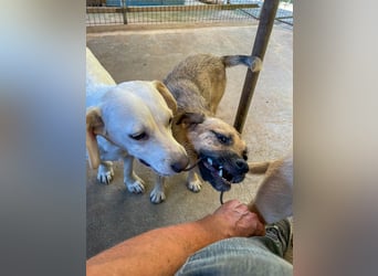Fröhlicher SMOKY sucht Menschen zum Spielen und Toben!