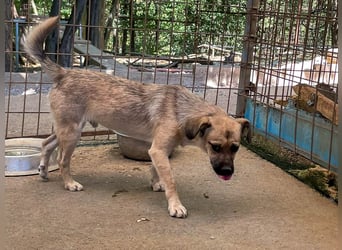 Fröhlicher SMOKY sucht Menschen zum Spielen und Toben!