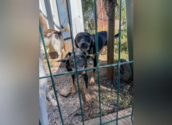 Kuckuck ich bin die niedliche SMILLA2025