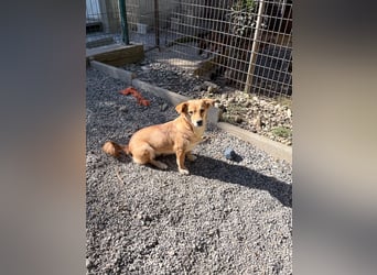 SENA sanft, sozial, sucht neugierig nach Ihren Herzensmenschen