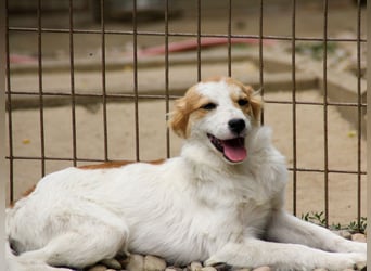 Kuschelmaus ANNEMARIE sucht ein Zuhause