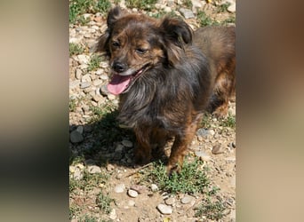 Kuckuck, wer schenkt Traumhündin EMILIJA ein liebevolles Zuhause?