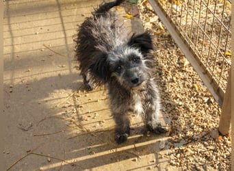 Wuschelkopf KEANU sucht Familie zum Spielen und Toben