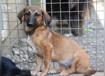 Schlaue ALMA sucht ein für immer Zuhause