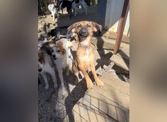 Schlaue ALMA sucht ein für immer Zuhause