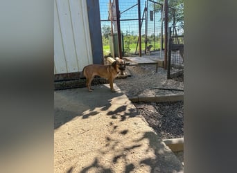 Schlaue ALMA sucht ein für immer Zuhause