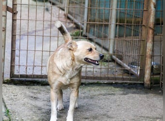 Kleine INESSA sucht das große Abenteuer außerhalb des Tierheims