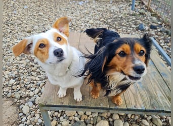 Bezaubernder zuckersüßer BOBISHA sucht sein Für-Immer-Zuhause