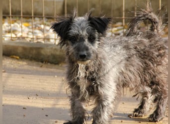 Fellknäul KEANU möchte endlich mit seiner eigenen Familie Kuscheln und Toben