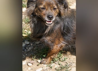 Kuckuck, wer schenkt Traumhündin EMILIJA ein liebevolles Zuhause?