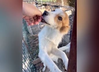 Kuschelmaus ANNEMARIE sucht ein Zuhause