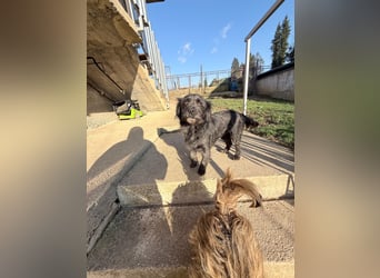 RAMONA ihr fehlt nur eines ihre eigene Familie