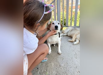 BEPI - Wer löst sein Ticket ins Glück und schenkt ihm ein liebevolles, ruhiges Zuhause