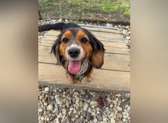 Bezaubernder zuckersüßer BOBISHA sucht sein Für-Immer-Zuhause