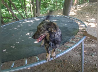 Entzückendes Hundemädel CASSI sucht liebevolles Zuhause
