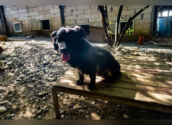 Sonnenschein RALF hofft auf sein Familienglück