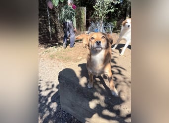 SENA sanft, sozial, sucht neugierig nach Ihren Herzensmenschen