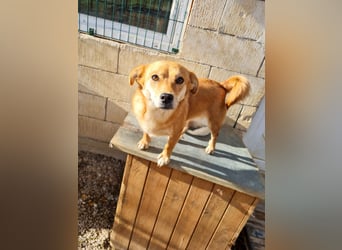 Kuschelfee SENA sucht Kuschelmenschen zum lieb haben