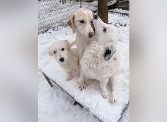 PUPIN kleines absolut einzigartiges Energiebündel