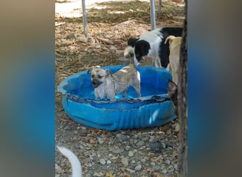 Fröhlicher SMOKY sucht Menschen zum Spielen und Toben!