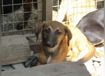 Schlaue ALMA sucht ein für immer Zuhause