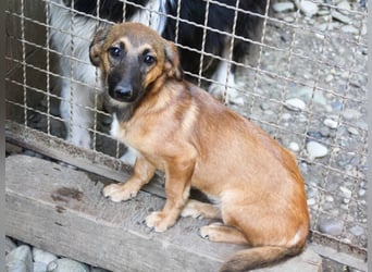Schlaue ALMA sucht ein für immer Zuhause