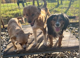 Bezaubernder zuckersüßer BOBISHA sucht sein Für-Immer-Zuhause