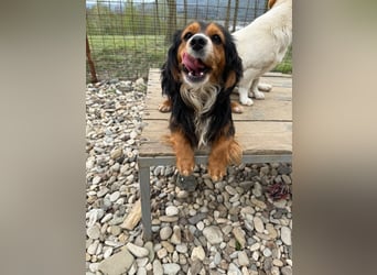 Bezaubernder zuckersüßer BOBISHA sucht sein Für-Immer-Zuhause