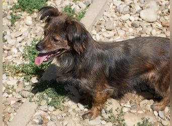 Kuckuck, wer schenkt Traumhündin EMILIJA ein liebevolles Zuhause?