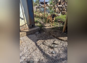 Schlaue ALMA sucht ein für immer Zuhause