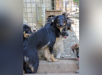 Neugierige ANIKA– ein Traum auf vier Pfoten