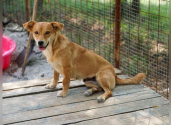 SENA sanft, sozial, sucht neugierig nach Ihren Herzensmenschen