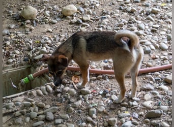 Zuckersüßes Hundemädel CAROLINA ist verspielt und verschmust