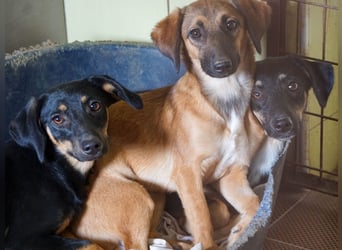 Kuckuck ich bin die niedliche SMILLA2025