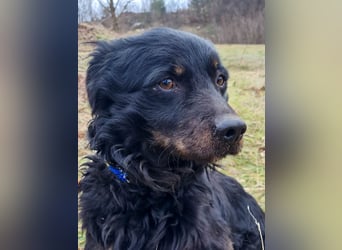 Sonnenschein RALF hofft auf sein Familienglück