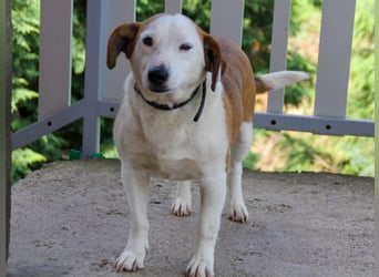 BEPI - Wer löst sein Ticket ins Glück und schenkt ihm ein liebevolles, ruhiges Zuhause