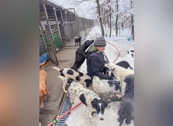 PUPIN kleines absolut einzigartiges Energiebündel