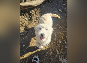 Kleiner KASPER will endlich nach Deutschland ausreisen!