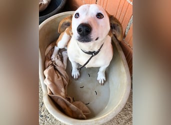 BEPI - Wer löst sein Ticket ins Glück und schenkt ihm ein liebevolles, ruhiges Zuhause