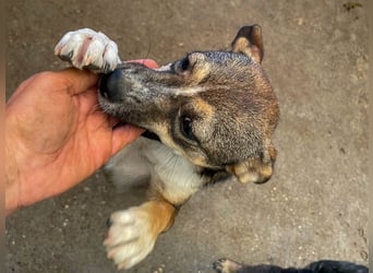 Neugierig und verspielt - Zaubermaus CAROLINA möchte dich um den Finger wickeln