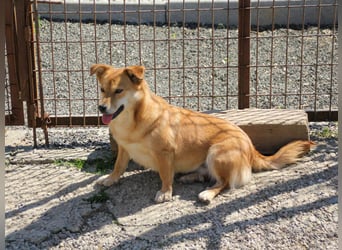 Kuschelfee SENA sucht Kuschelmenschen zum lieb haben