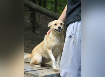 Kleine INESSA sucht das große Abenteuer außerhalb des Tierheims